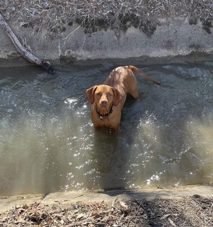 Hungarian Vizsla for sale by VIZSROL