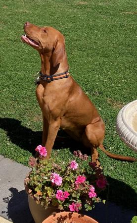 Hungarian Vizsla for sale by VIZSROL