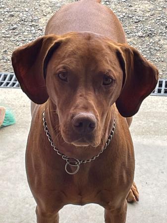 Hungarian Vizsla for sale by VIZSROL