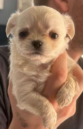 Chihuahua (Long Coat) for sale by ELLZ