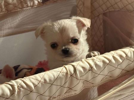 Chihuahua (Long Coat) for sale by ELLZ