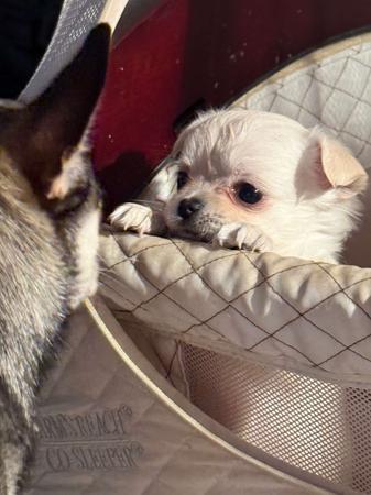 Chihuahua (Long Coat) for sale by ELLZ