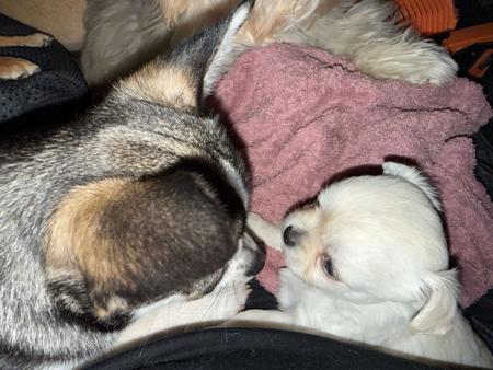 Chihuahua (Long Coat) for sale by ELLZ