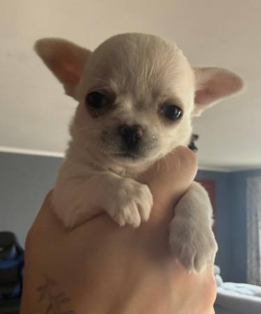 Chihuahua (Smooth Coat) for sale by ELLZ
