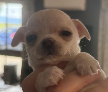 Chihuahua (Smooth Coat) for sale by ELLZ