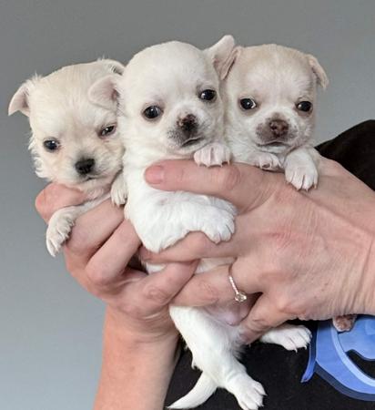 Chihuahua (Smooth Coat) for sale by ELLZ