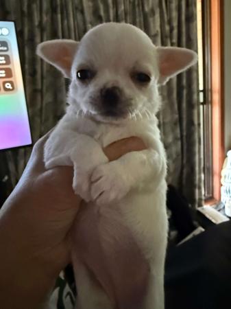 Chihuahua (Smooth Coat) for sale by ELLZ