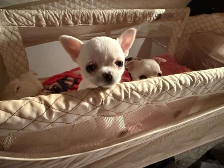 Chihuahua (Smooth Coat) for sale by ELLZ