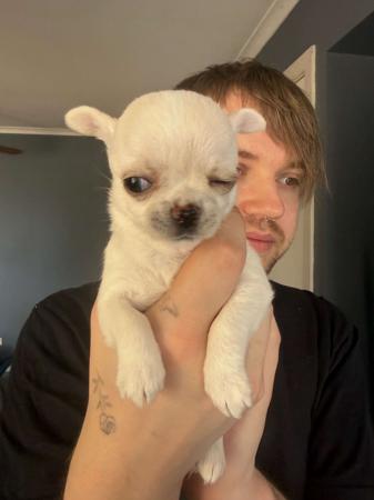 Chihuahua (Smooth Coat) for sale by ELLZ