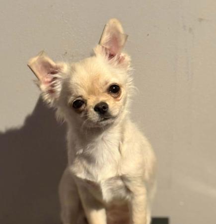 Chihuahua (Long Coat) for sale by ELLZ