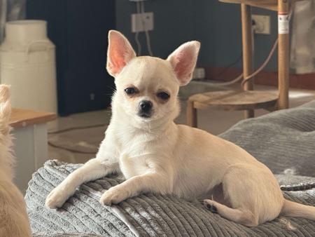 Chihuahua (Smooth Coat) for sale by ELLZ