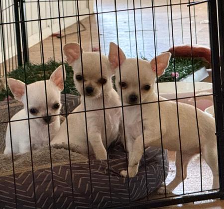 Chihuahua (Smooth Coat) puppy for sale by ELLZ