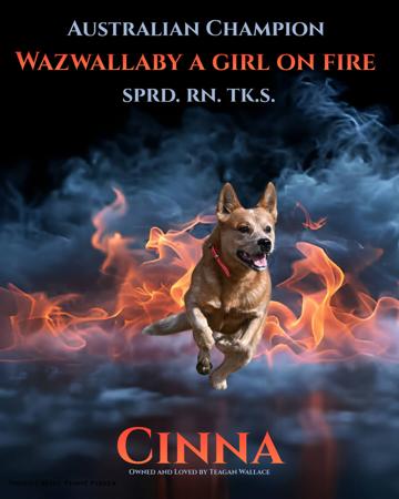 Aust Ch Wazwallaby A Girl On Fire RN N.SPRD TK.S Australian Cattle Dog