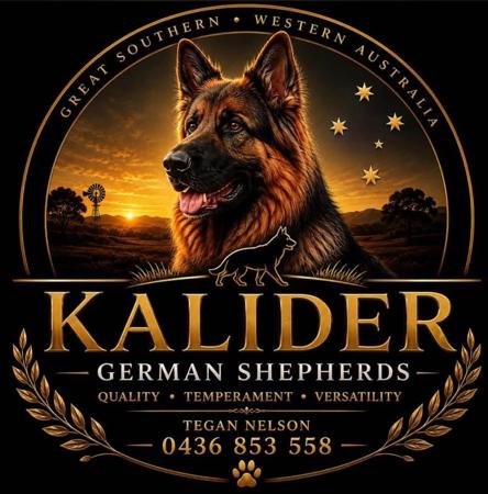 German Shepherd Dog (Long Stock Coat) for sale by KALIDER
