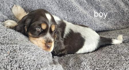 Cocker Spaniel for sale by WIGGERY