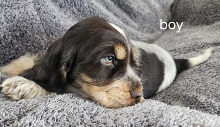 Cocker Spaniel for sale by WIGGERY