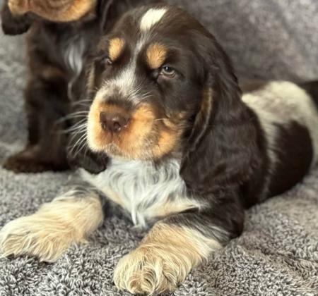 Cocker Spaniel for sale by WIGGERYWENDY