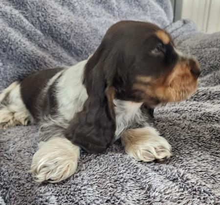 Cocker Spaniel for sale by WIGGERY