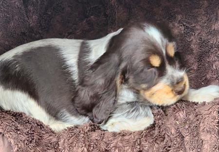 Cocker Spaniel for sale by WIGGERY