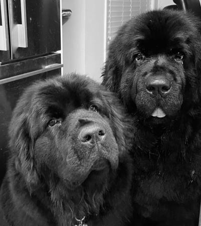 Newfoundland for sale by ISOLI