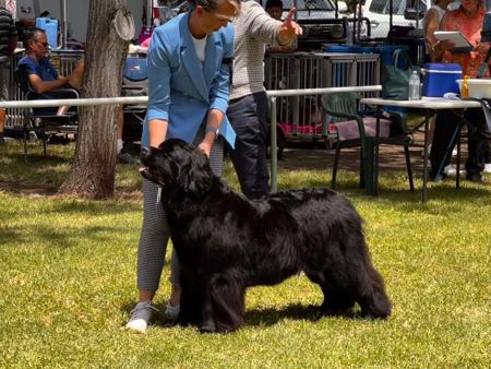 Newfoundland for sale by ISOLI