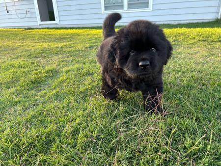 Newfoundland for sale by ISOLI