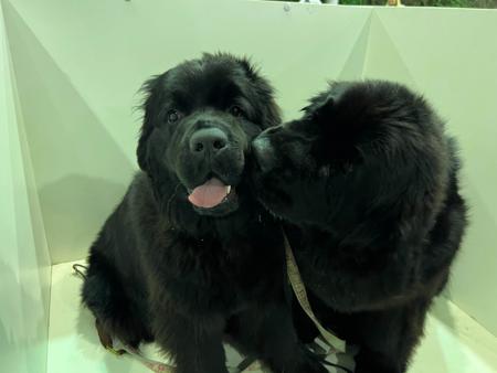 Newfoundland for sale by ISOLI