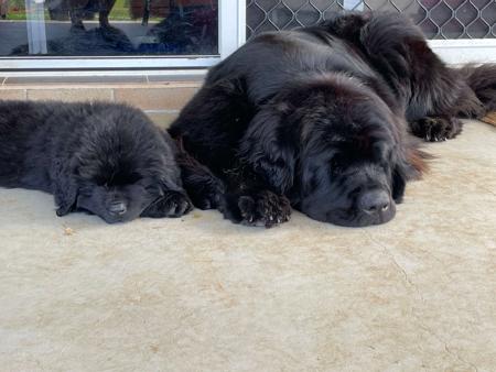 Newfoundland for sale by ISOLI