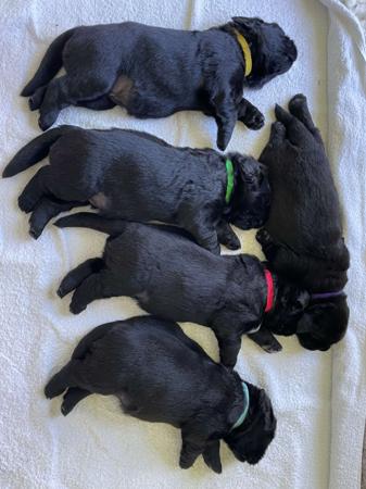 Newfoundland for sale by ISOLI