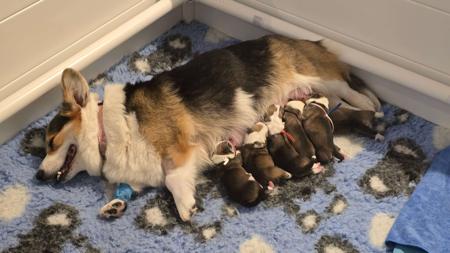 Welsh Corgi (Pembroke) puppy for sale by ROOSUKI