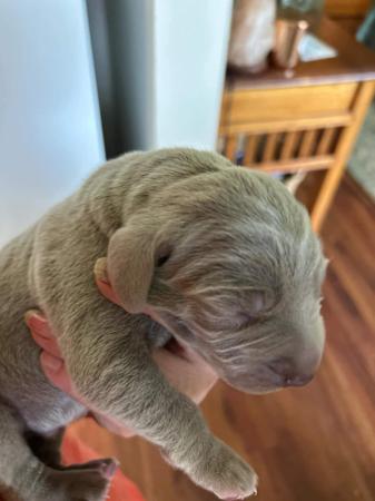Weimaraner for sale by SHADEZOFGREY