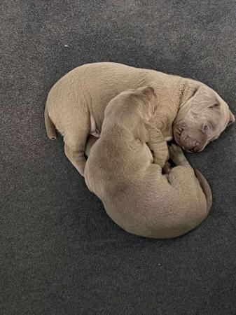Weimaraner for sale by SHADEZOFGREY