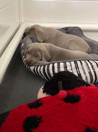 Weimaraner for sale by SHADEZOFGREY