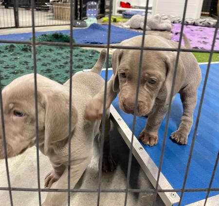 Weimaraner for sale by SHADEZOFGREY