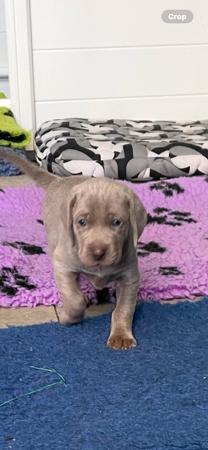 Weimaraner for sale by SHADEZOFGREY