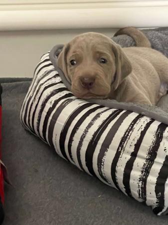 Weimaraner for sale by SHADEZOFGREY