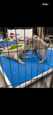 Weimaraner for sale by SHADEZOFGREY