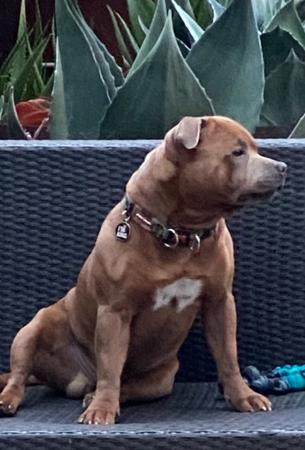 Staffordshire Bull Terrier for sale by BOLDAZSTAF