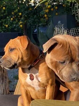Staffordshire Bull Terrier for sale by BOLDAZSTAF