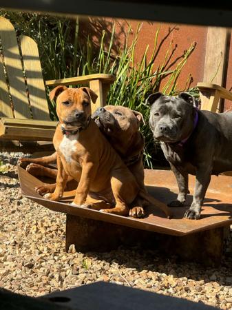 Staffordshire Bull Terrier for sale by BOLDAZSTAF