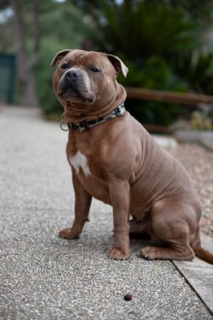 Staffordshire Bull Terrier for sale by BOLDAZSTAF