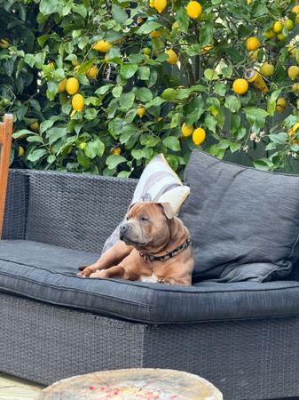 Staffordshire Bull Terrier for sale by BOLDAZSTAF