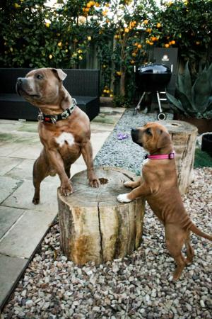 Staffordshire Bull Terrier for sale by BOLDAZSTAF