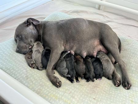 Staffordshire Bull Terrier for sale by CHANDERLILLY