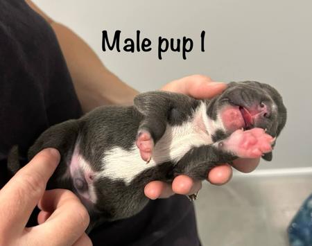 Staffordshire Bull Terrier for sale by CHANDERLILLY