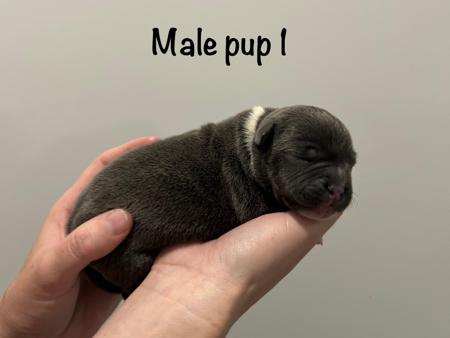 Staffordshire Bull Terrier for sale by CHANDERLILLY