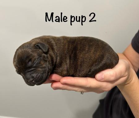 Staffordshire Bull Terrier for sale by CHANDERLILLY