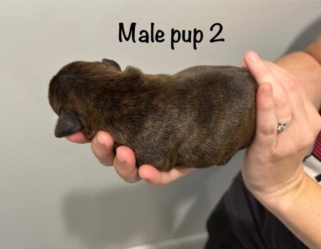 Staffordshire Bull Terrier for sale by CHANDERLILLY