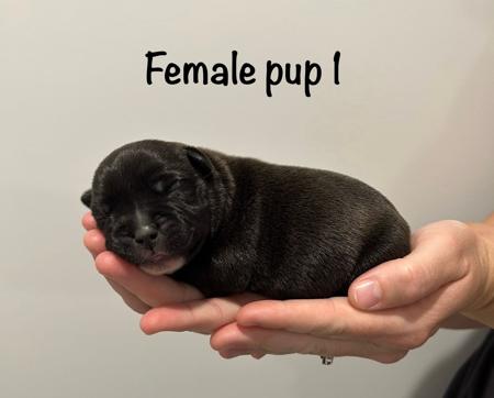 Staffordshire Bull Terrier for sale by CHANDERLILLY