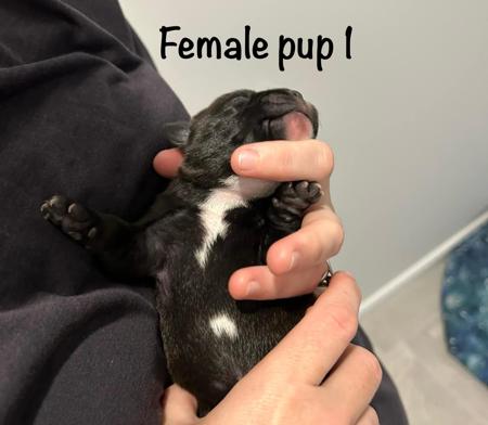 Staffordshire Bull Terrier for sale by CHANDERLILLY